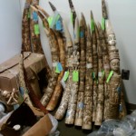 Specialized Investigative Techniques an Essential Tool in Addressing Wildlife Crimes