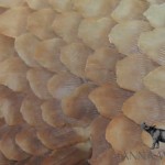 102 Live Pangolins Confiscated in Thailand, Pangolin Scales Seized in India