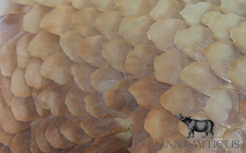 Two pangolin trafficking incidents were reported in two countries during a span of only five days. Photo © Annamiticus