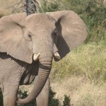US Will Destroy 6-Ton Ivory Stockpile to Highlight Global Wildlife Trafficking Crisis