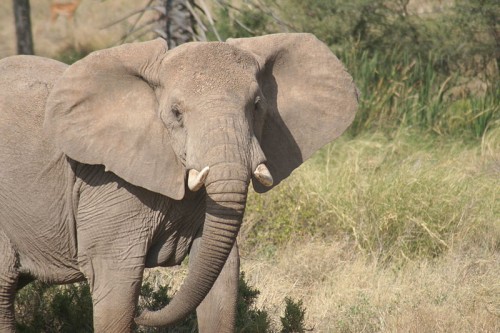 The U.S. will destroy six tons of confiscated ivory on October 8, 2013. Photo by Whit Welles [ CC-BY-3.0] via Wikimedia Commons