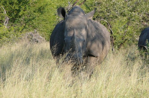 A Vietnamese delegation is on a fact-finding mission about the illegal trade in rhino horn in South Africa. Photo by Lorraine R [CC-BY-SA-2.0] via Wikimedia Commons