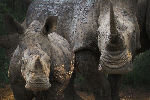 The US has extended its Endangered Species Act provisions to include the southern white rhino subspecies. Photo by  Steve Evans [CC-BY-2.0] via Wikimedia Commons