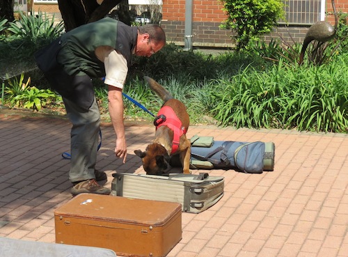 A specially trained dog demonstrates how to find rhino horn hidden in luggage. Photo courtesy of Education for Nature-Vietnam