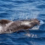 Japan’s Irresponsible Hunts Wiping Out Whales, Dolphins, Porpoises 