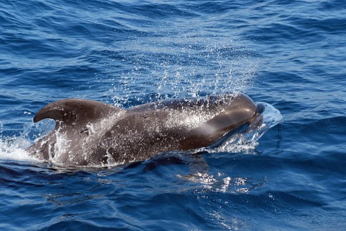 Short-finned pilot whale. Photo by Foto: Martina Nolte, Lizenz: Creative Commons by-sa-3.0 de [CC-BY-SA-3.0-de (http://creativecommons.org/licenses/by-sa/3.0/de/deed.en)], via Wikimedia Commons