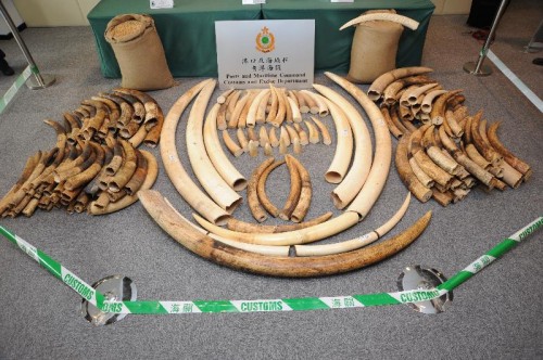 Ivory seized in Hong Kong on October 3, 2013. Photo courtesy of Hong Kong Customs and Excise Department