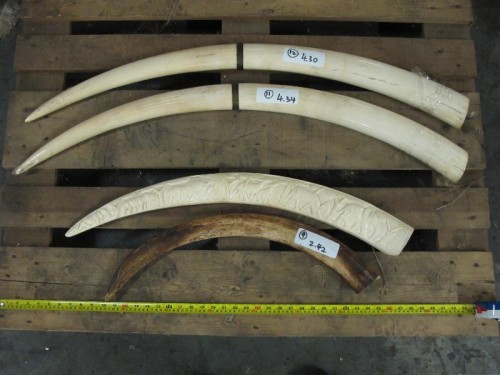 It is legal to possess  ivory in Hong Kong. Photo courtesy of Hong Kong Customs and Excise Department