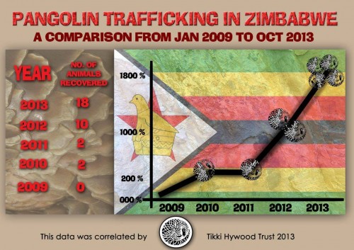 Pangolin trafficking is on the rise in Zimbabwe. Image © Tikki Hywood Trust