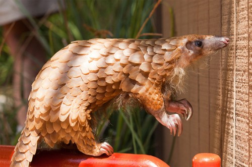 Pangolins will slide into extinction without intervention. CREDIT: Ruslan Rugoals (CC).