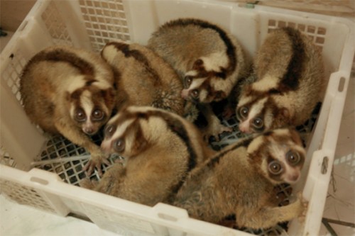 Confiscated lorises that had been destined for the pet trade in Indonesia. PHOTO CREDIT: © WCS-Indonesia.