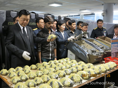 470 black pond turtles were seized at the Suvarnabhumi Airport and a smuggler was arrested. Photo courtesy & &copy: TRAFFIC Southeast Asia