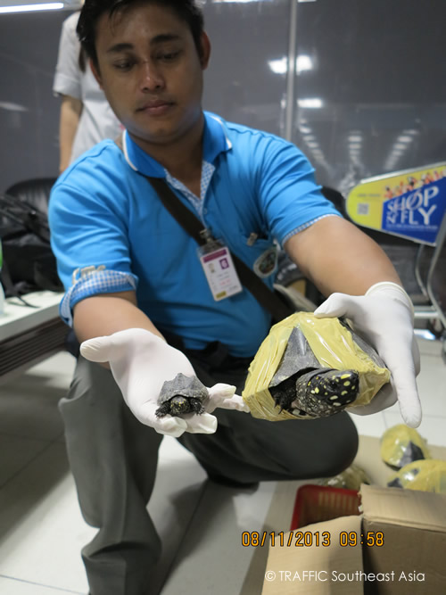 Black pond turtles are listed under CITES Appendix I. Photo courtesy & © TRAFFIC Southeast Asia
