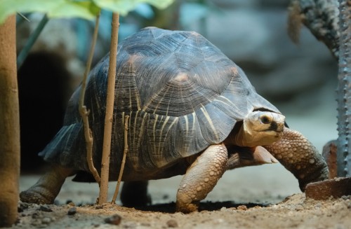 More than 1,400 Critically Endangered radiated tortoises have been confiscated in 2013. Photo By Jochen Jansen via Wikimedia Commons