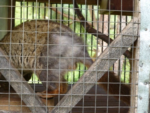 Civets often suffer from hair loss due to disease, malnutrition or self-mutilation from boredom. Photo courtesy © PETA  Asia