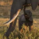 Elephants: The Poster Child for a Failed Experiment
