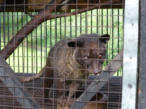 Many farms that keep caged civets label their coffee as 'wild sourced'. Photo courtesy & © PETA Asia