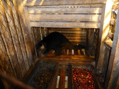 One farmer compared the captive civets' diet of addictive coffee beans to smoking in humans; over time, they become deficient in nutrients. Photo courtesy & copy; PETA Asia