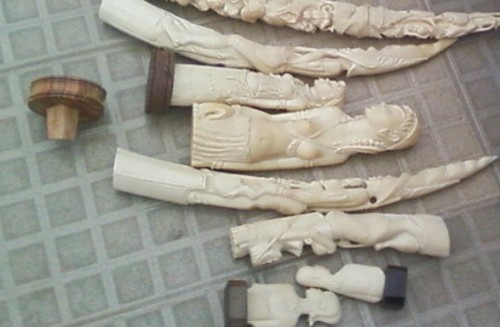 Two ivory traders were arrested in the Congo during a two-week span. Photo: PALF