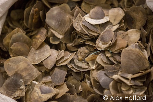 320 kg of pangolin scales seized in Hong Kong on October 30, 2013, were en route from Africa to China. Photo courtesy & © Alex Hofford