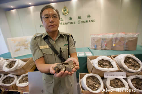 Customs officers in Hong Kong intercepted a haul of 320 kg of pangolin scales. Photo courtesy & © Alex Hofford