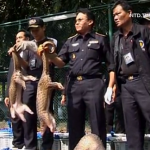 122 Live Pangolins Seized in Thailand, One in Zimbabwe