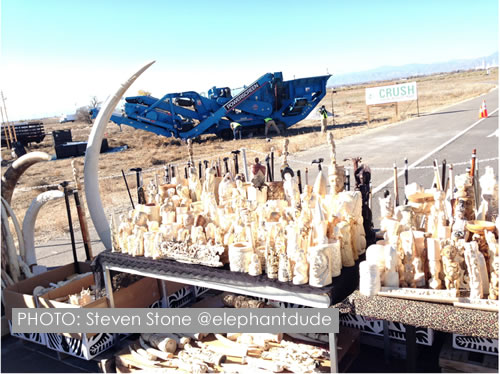 Some of the ivory from the U.S. stockpile. The industrial rock crushing machine that would crush the ivory is in the background. Photo: Steven Stone