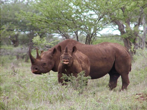 New York antiques dealer Qiang Wang was sentenced to three years and one month in prison, followed by three years of supervised release, for his role in rhino horn and ivory trafficking. Photo: Karl Stromayer / USFWS