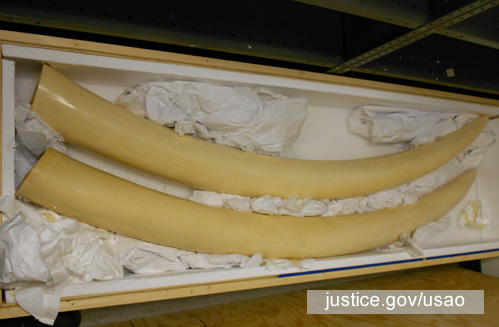 Li facilitated the smuggling of elephant tusks to China, falsely labeled as "automobile parts". Photo: justice.gov/usao
