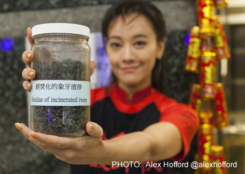 Hong Kong activist Sharon Kwok with a sample of incinerated ivory. PHOTO: Alex Hofford