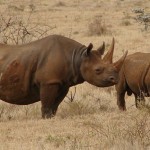 $1.5 Million Black Rhino Horn Seizure in Singapore
