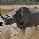 Questionable ‘Science’ Behind Controversial Rhino Hunt Auction