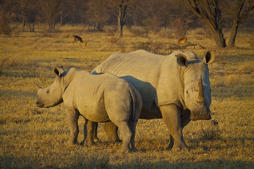 John M. Sellar, O.B.E., former Chief of Enforcement for CITES, weighs in on South Africa's bid to trade in rhino horns. Photo by Hein Waschefort via Wikimedia Commons