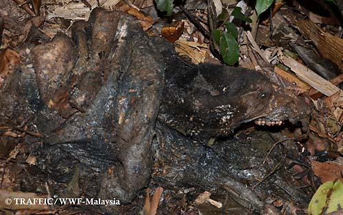 The rotting Sun Bear carcass was found with a limb still caught in a snare.  PHOTO © TRAFFIC - WWF Malaysia 