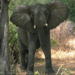 France Sets Date for Ivory Stockpile Destruction