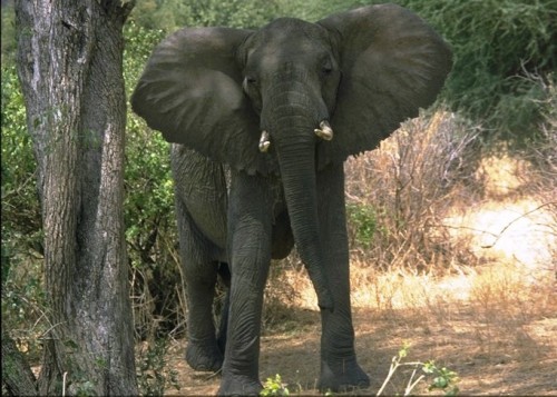 France has set a date to destroy at least part of its confiscated ivory stockpile. Photo by Esculapio  via Wikimedia Commons