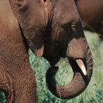 U.N. Security Council Addresses Wildlife Trafficking with DRC Sanctions