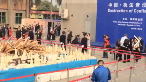 On January 6, 2014, China destroyed six tons of confiscated ivory.  Screenshot via Hong Kong for Elephants