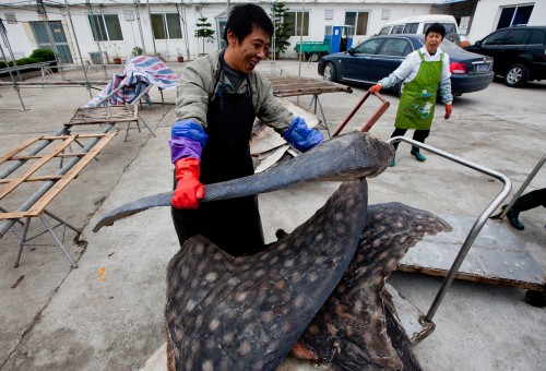 Whale shark fins are dried and stacked for export. This factory processes over 600 whale sharks per year in Puqi, Zhejiang Province, China. PHOTO: WildLifeRisk 