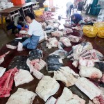 Exposed in China: World’s Largest Whale Shark Slaughterhouse