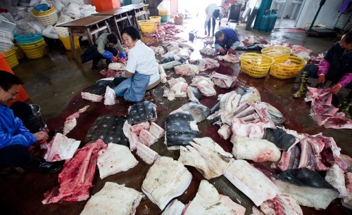 The world's biggest slaughter of whale sharks has been exposed in PuQi, Zhejiang Province, China.