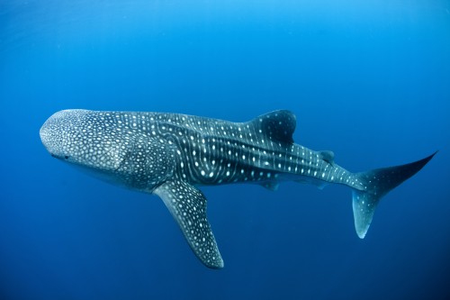 Whale shark in Canderwasih Bay National Park, 15th May 2013, Papua, Indonesia. PHOTO: Paul Hilton /  Greenpeace