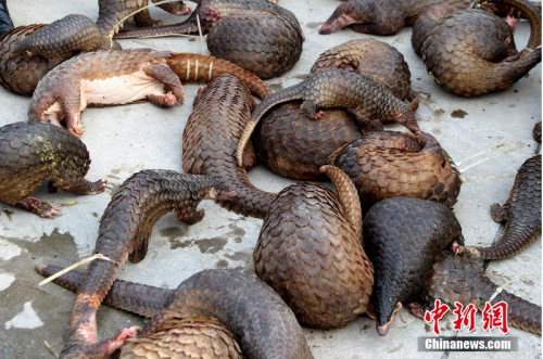 The suspects were smuggling two species of pangolin: Manis pentadactyla and Manis javanica. PHOTO: Chinanews.com