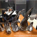 Singapore and Thailand Customs Each Seize 22kg Rhino Horn