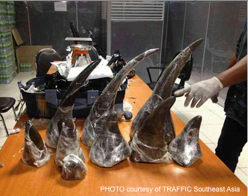 22kg of rhino horns were seized in Singapore and Thailand, in two separate incidents. Both were bound for Vietnam. Photo courtesy of TRAFFIC Southeast Asia