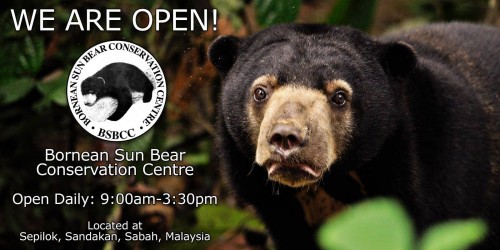 The Bornean Sun Bear Conservation Centre in Sabah, Malaysia, will open to the public on January 17, 2014. Photo: BSBCC