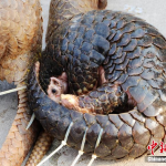 39 Pangolins Seized in Southern China, Smuggler in Custody