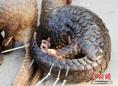 One person is in custody following the seizure of 39 pangolins in Fangchenggang city in Guangxi. PHOTO: Chinanews.com