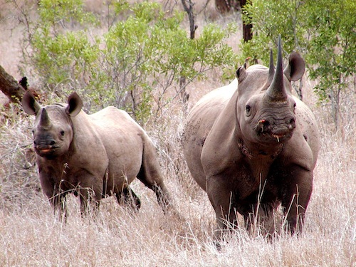 Rhino horn trafficker Michael Slattery Jr. was sentenced to prison in U.S. District Court on January 10, 2014. Photo: Karl Stromayer / USFWS  