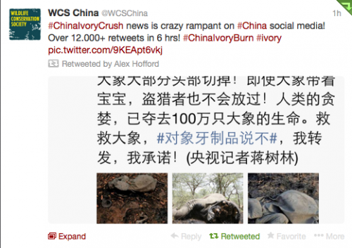 China's ivory event racked up 12,000 shares on its social media platform Weibo.